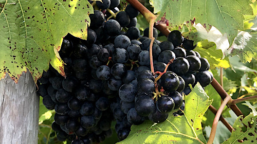 Bunch of grapes on a vine